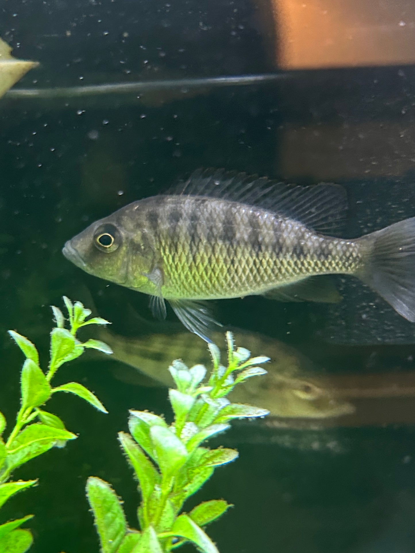 Ornatus Thick Lips (Protomelas ornatus)