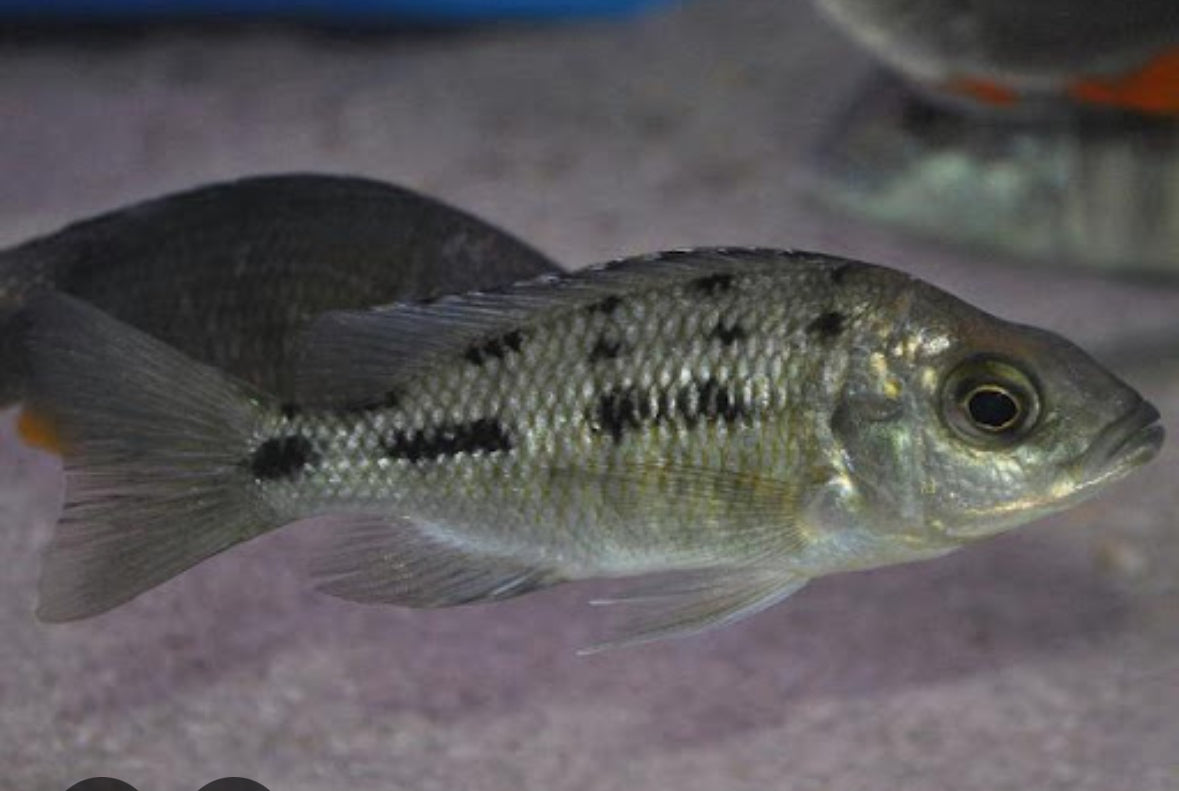 Protomelas sp. Spilonotus Tanzania (Insignis Cichlid)