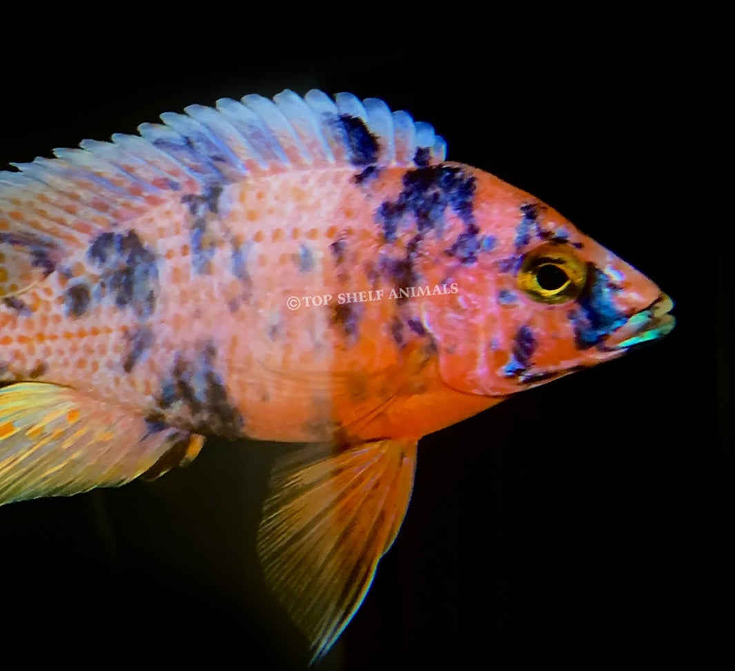 African CIchlids