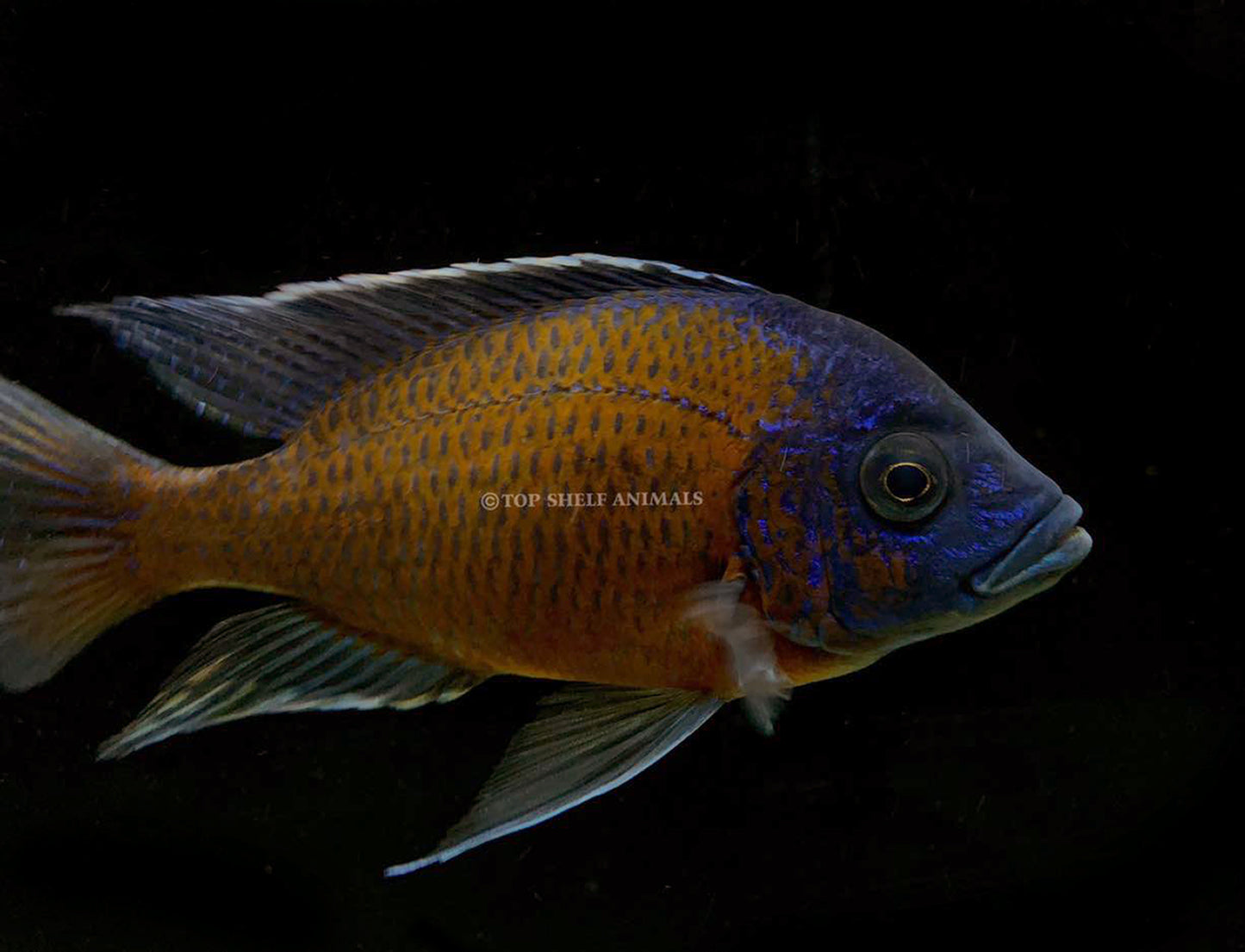 Copadichromis borleyi "Kadango" - Cherry Fin Borleyi