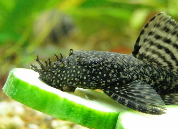 Bristlenose Plecos