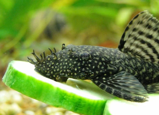 Bristlenose Plecos