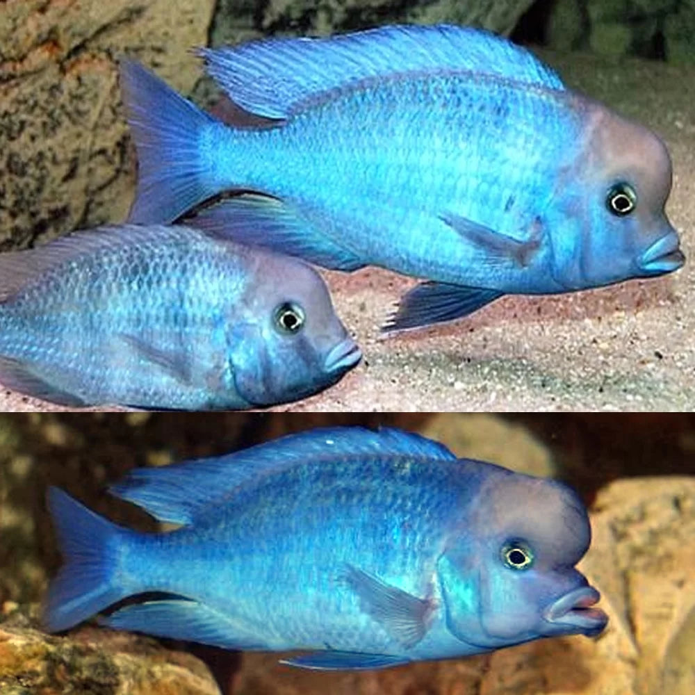 Blue Dolphin Cichlid (Cyrtocara moorii)