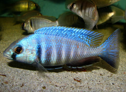 Placidochromis electra - Deep Water