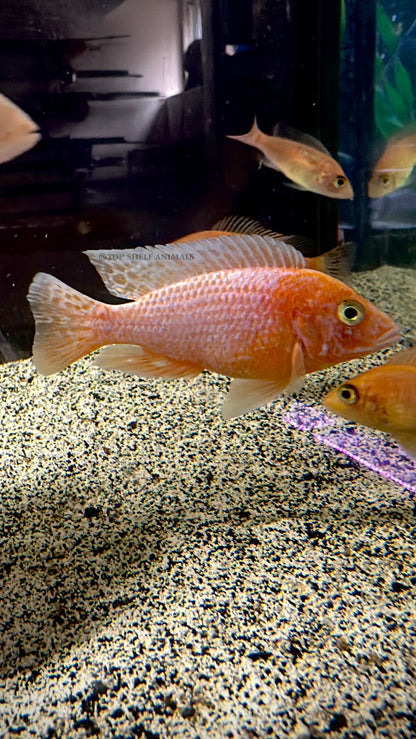 Dragon Blood x Cherry Red OB Peacock