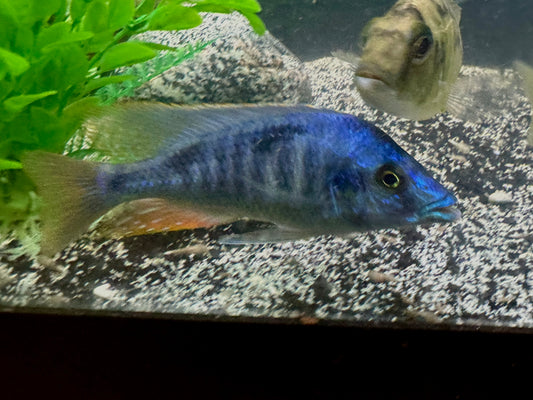 RARE Otopharynx sp blue long nose nova