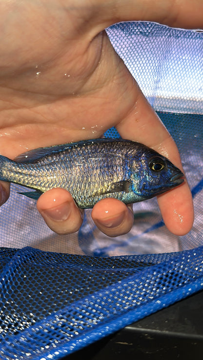 star sapphire/ Placidochromis Phenochilus Lupingu