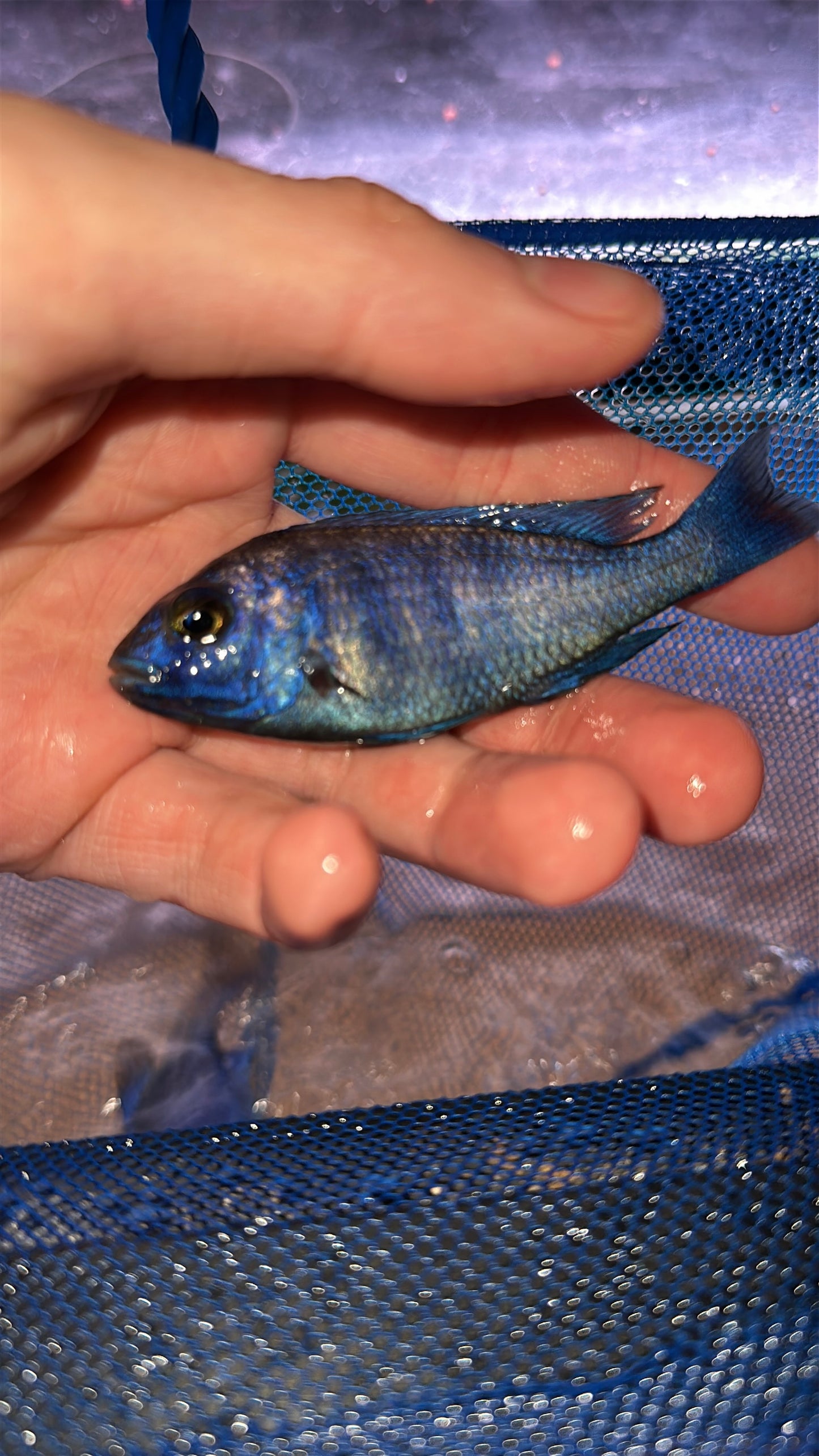 star sapphire/ Placidochromis Phenochilus Lupingu