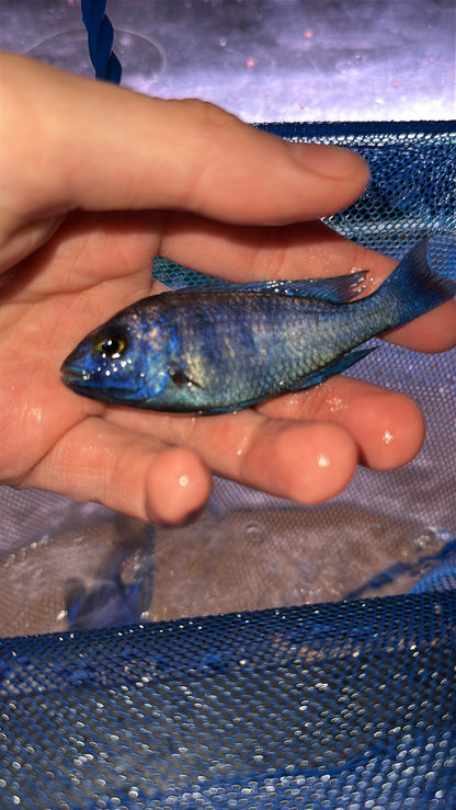 star sapphire/ Placidochromis Phenochilus Lupingu