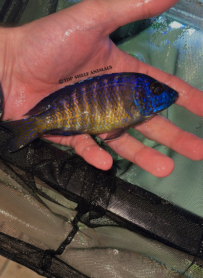 Ngara Flametail Peacock