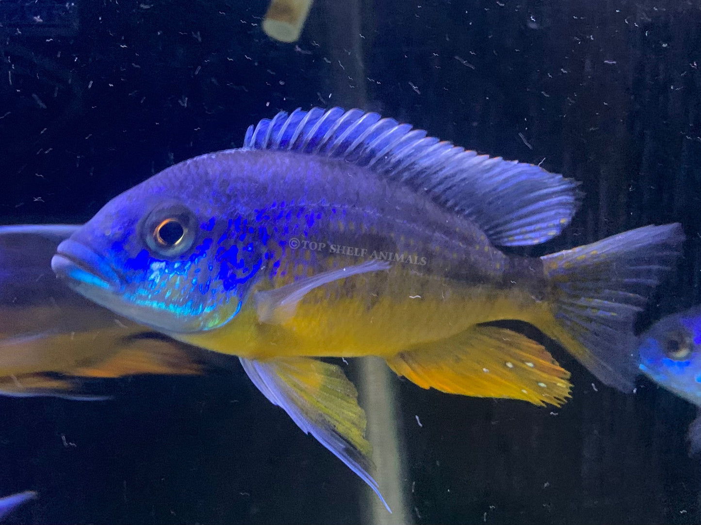 Protomelas sp. Spilonotus Tanzania (Insignis Cichlid)