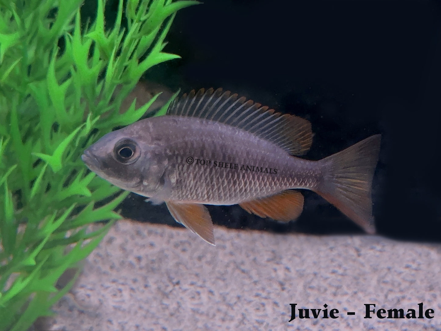 Copadichromis borleyi "Kadango" - Cherry Fin Borleyi