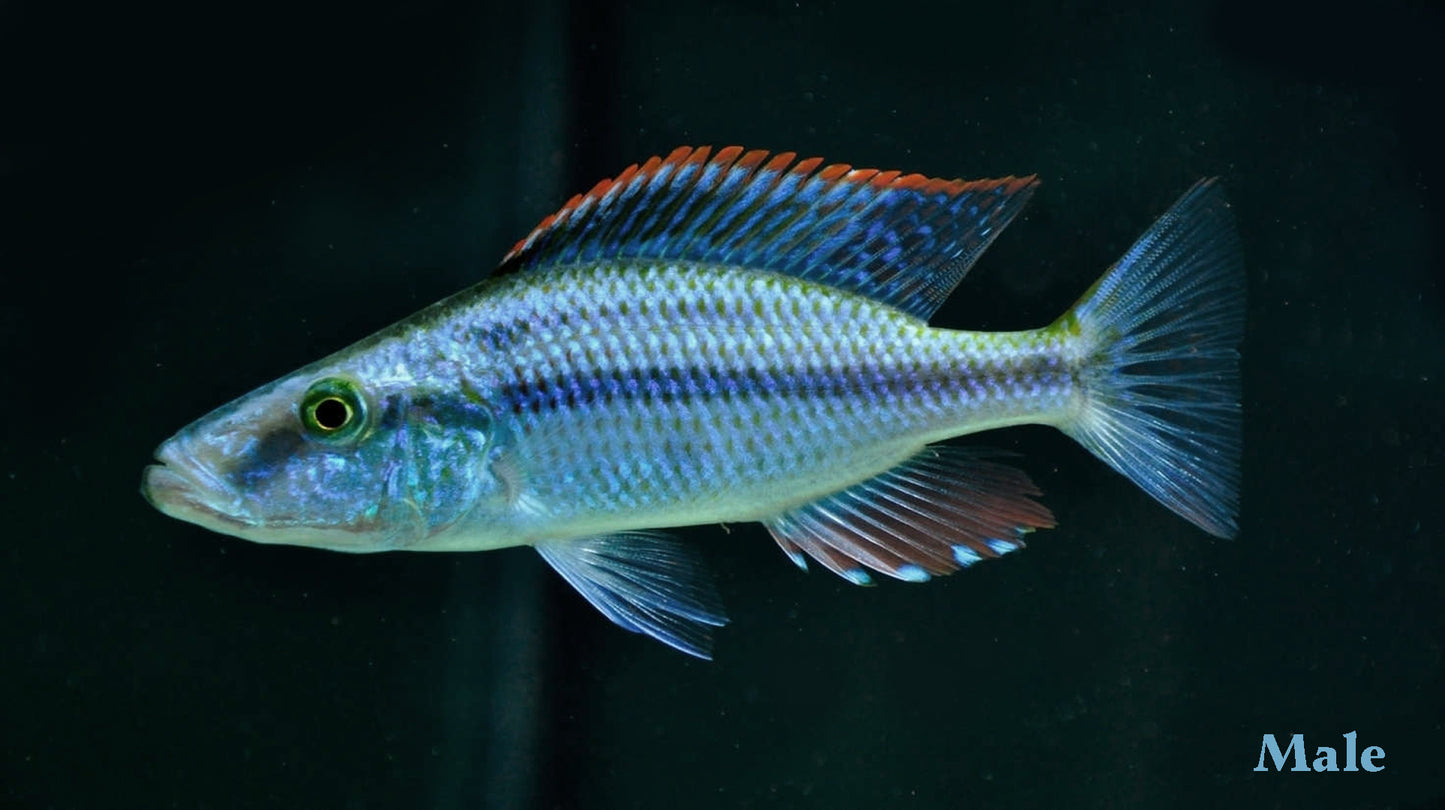 Dimidochromis compressiceps - Eye Bitter