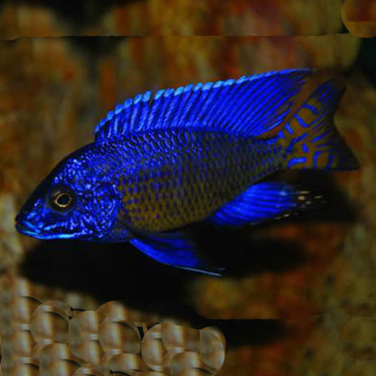 Ngara Flametail Peacock