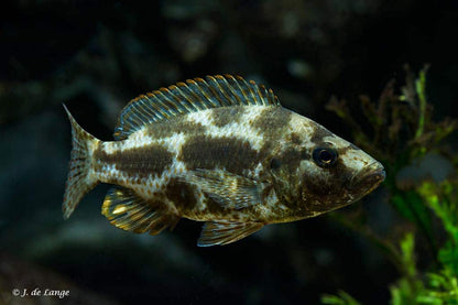 Nimbochromis livingstonii