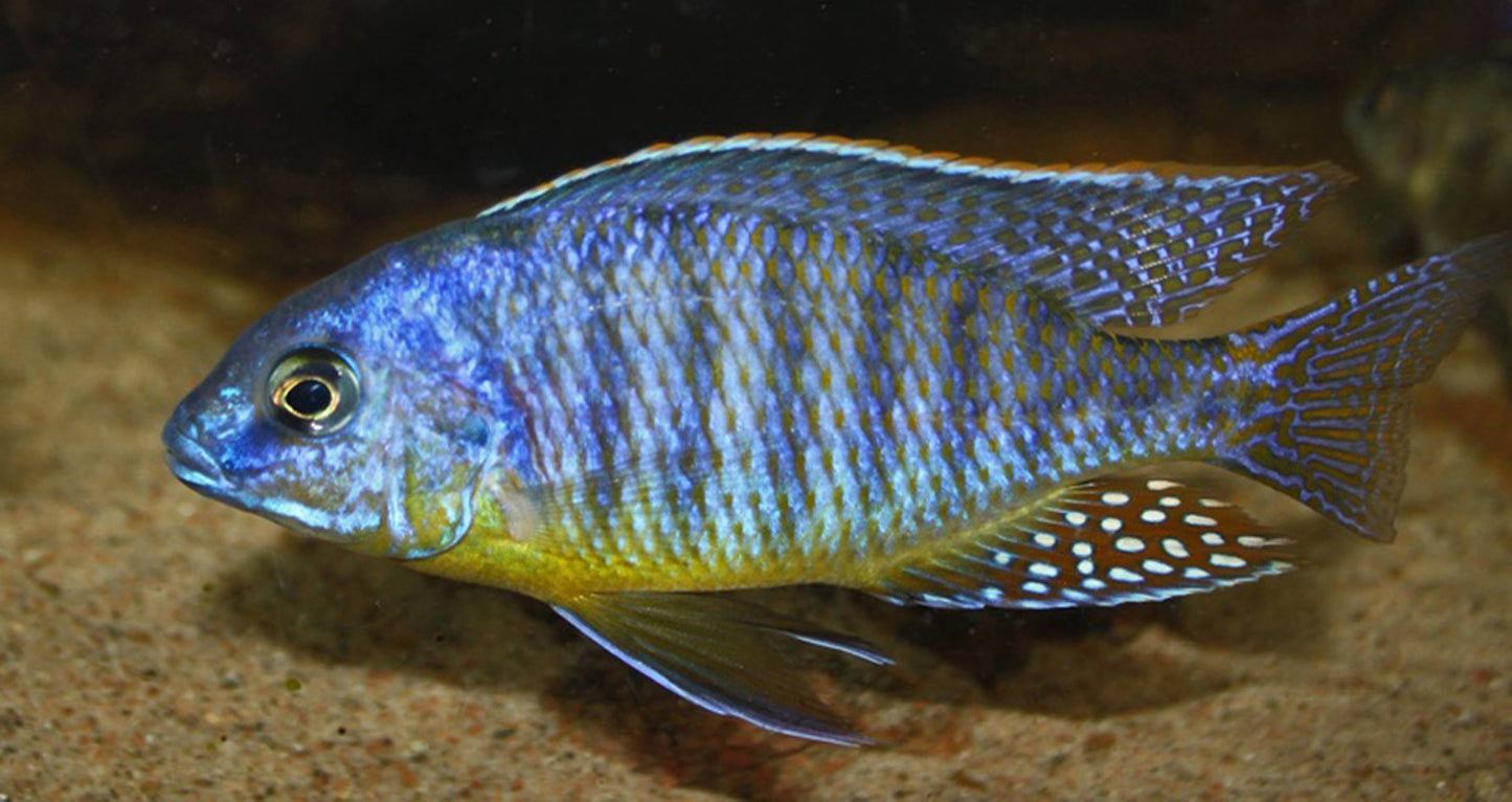 Protomelas steveni "Pombo Rocks"