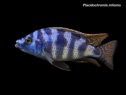 Placidochromis milomo - VC 10