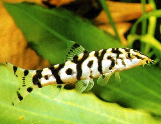 YoYo Loach