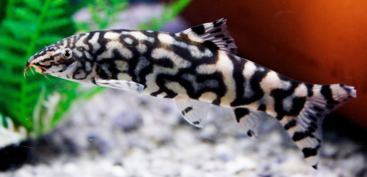 YoYo Loach