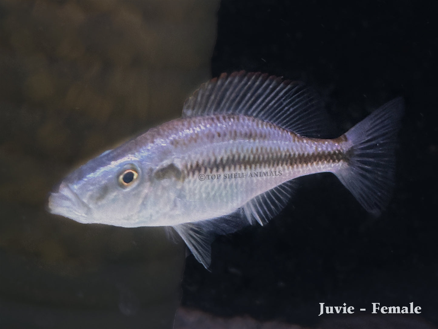 Dimidochromis compressiceps - Eye Bitter