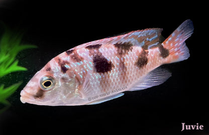 Placidochromis milomo - VC 10