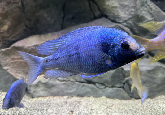 Placidochromis sp. Phenochilus Gissel