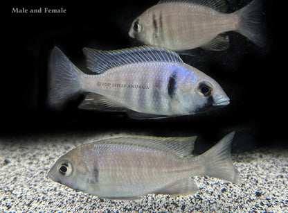 Placidochromis electra - Deep Water