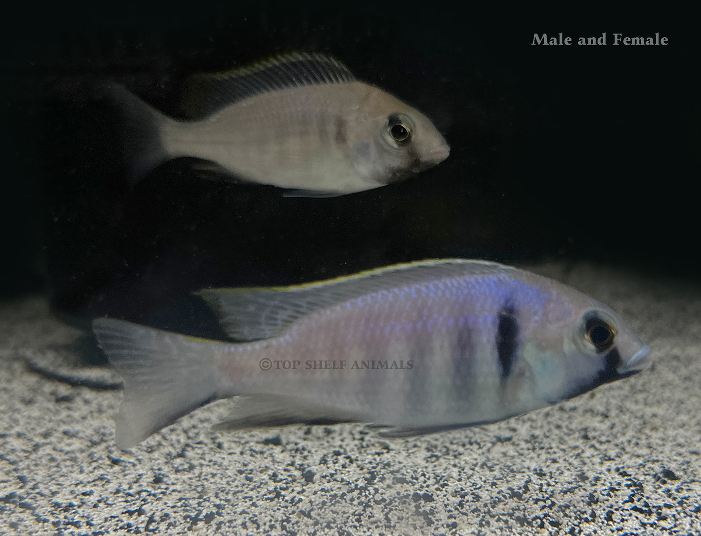 Placidochromis electra - Deep Water