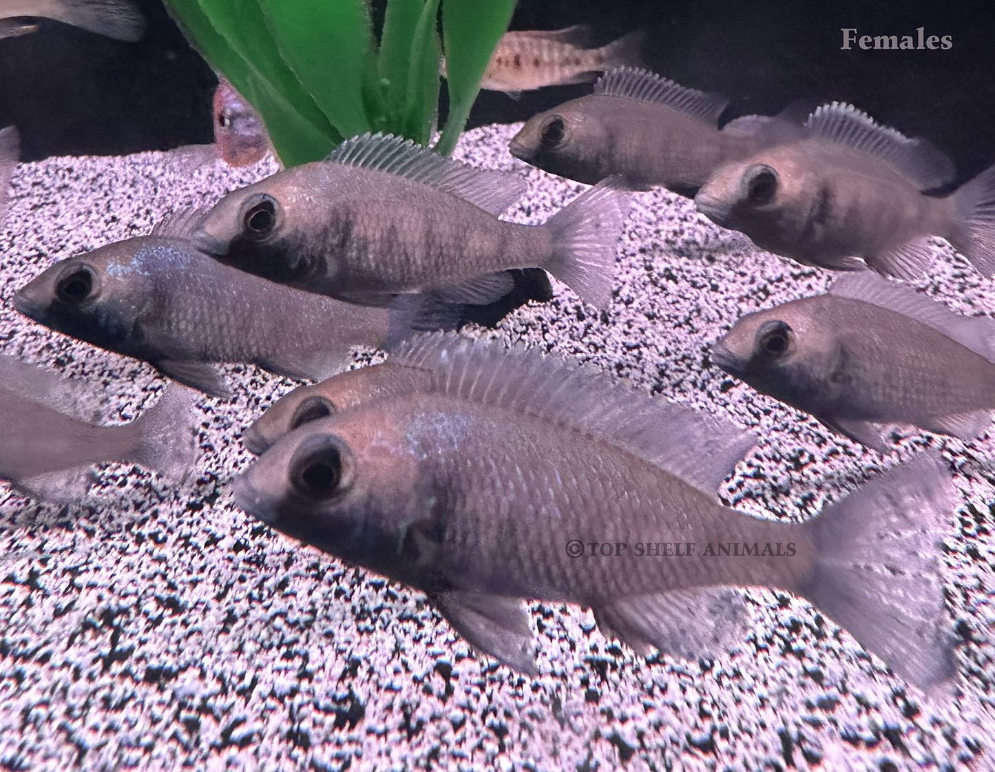 Placidochromis sp. Phenochilus Gissel