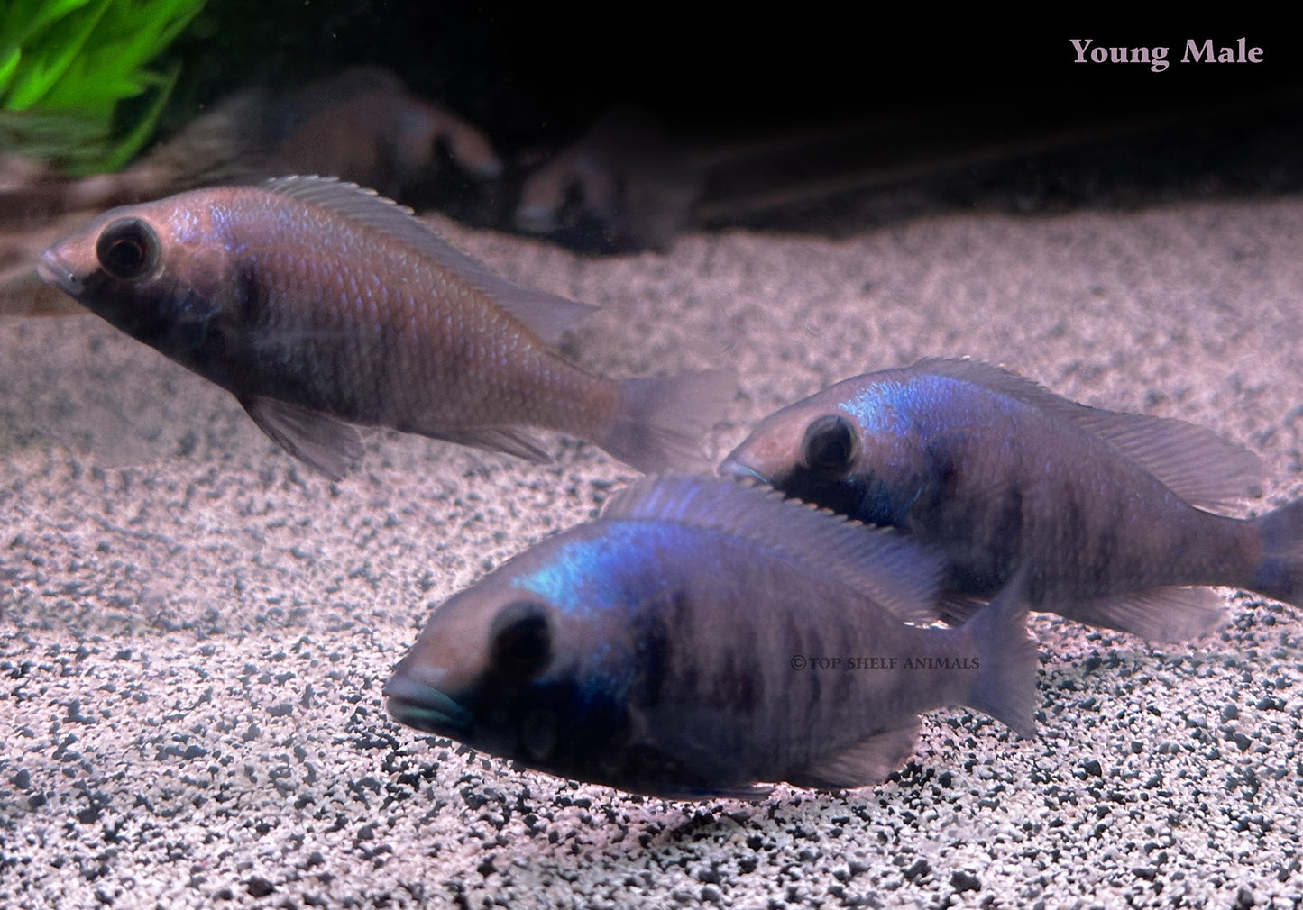 Placidochromis sp. Phenochilus Gissel