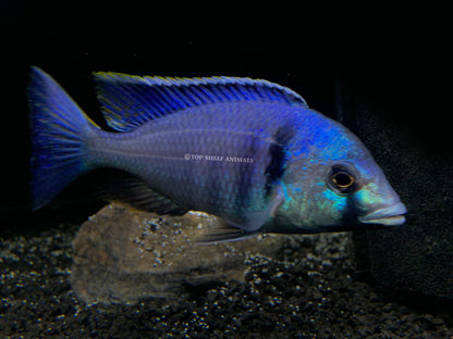 Placidochromis electra - Deep Water