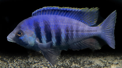 Placidochromis electra - Deep Water