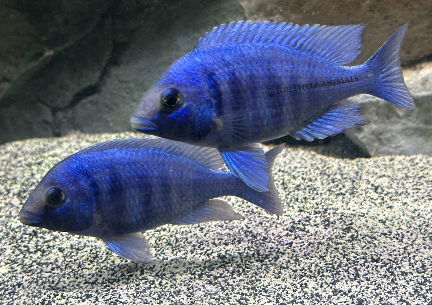 star sapphire/ Placidochromis Phenochilus Lupingu