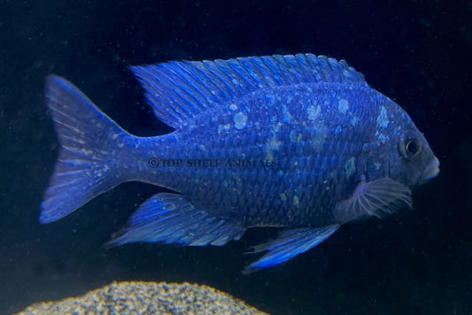 star sapphire/ Placidochromis Phenochilus Lupingu