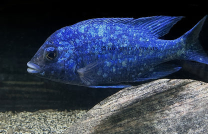 star sapphire/ Placidochromis Phenochilus Lupingu