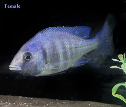 star sapphire/ Placidochromis Phenochilus Lupingu