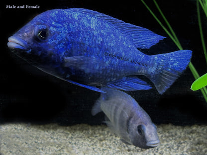 star sapphire/ Placidochromis Phenochilus Lupingu